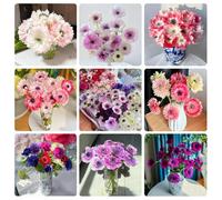 Semi di anemone,da giardino、lungo periodo per un da giardino、 splendidamente luminosi con,interno resistenti 350pcs