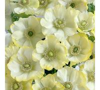 Semi di anemone - d'appartamento per giardinieri anemone autunnale semi di selvatici come bomboniera decorazioni da giardino per esterni autunnali resistenti 500pcs