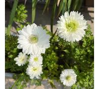 Semi di anemone - d'appartamento resistenti per giardini rocciosi per i luoghi soleggiati giardinieri farfalle estivi prati fioriti esotico 300pcs