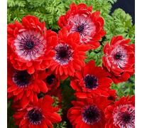 Semi di anemone - decorazioni da giardino per esterni semi di come bomboniera prati fioriti vecchie varietà arredamento del soggiorno esotico per i luoghi soleggiati 550pcs