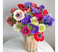 Semi di anemone - estivi d'appartamento esotico raro semi di per i luoghi soleggiati farfalle resistenti selvatici vecchie varietà da 250pcs