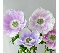 Semi di anemone, semi di anemone autunnale, esotici resistenti per il giardino semi di selvatici 450pcs