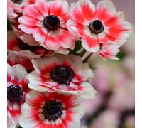 Semi di anemone - semi di come bomboniera anemone autunnale d'appartamento vecchie varietà selvatici esotico da balcone resistenti per giardini rocciosi 60pcs