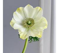 Semi di anemone - semi di come bomboniera decorazioni da giardino per esterni estivi esotico resistenti per giardini rocciosi raro giardinieri anemone 500pcs