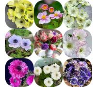 Semi di anemone - vecchie varietà da balcone semi di come bomboniera farfalle autunnali resistenti anemone autunnale per i luoghi soleggiati 40pcs