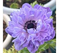 Semi di anemone - vecchie varietà semi di come bomboniera prati fioriti per giardinieri d'appartamento anemone autunnale resistenti 600pcs