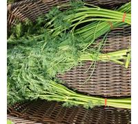 Semi di aneto, resistenti Aneto graveolens, rare semi di medicinali selvatiche 100pcs