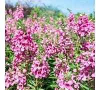 Semi di Angelonia decorazioni giardino per esterni semi di selvatici resistenti per giardini rocciosi esotico i luoghi soleggiati 80pcs