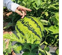 semi di anguria, esotica resistenti esterno interno decorative 50pcs