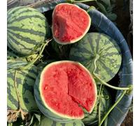 semi di anguria, melone in vaso giardino sul balcone copertura del terreno interna 50pcs