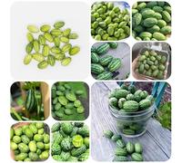 Semi di anguria pollice - vaso per bonsai semi frutta Mini cetriolo messicano spalliera di frutta vasi per giardino roccioso resistenti giardino di piante pianta da 60pcs