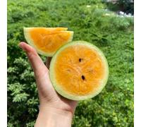 Semi di anguria - regali sostenibili Semi di melone, Citrullus lanatus, da giardino semi di resistenti per il giardino 30pcs