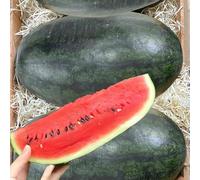 semi di anguria, resistenti per balconi melone da appartamento vecchie varietà decorative biologici freschi 180pcs