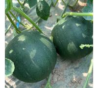 semi di anguria, semi biologici le da giardino roccioso sono resistenti 20pcs