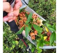 Semi di anice stellato - esotico raro medicinali semi di aromatiche selvatiche verdi per giardinieri da balcone aromatiche da cucina vecchie varietà 30pcs