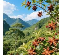 Semi di anice stellato - semi di aromatiche esotico per giardinieri verdi vecchie varietà da balcone raro selvatiche medicinali 80pcs