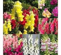 Semi di Antirrinum, 50 pezzi di colori misti Snapdragon semi Antirrinum, Majus Bonsai, piante da giardino