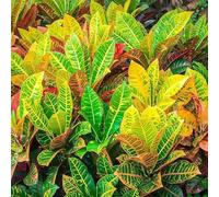 semi di appartamento Wonder Bush - da giardino resistenti alle pietre vecchie varietà 40pcs