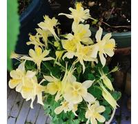 Semi di aquilegia - arredamento del soggiorno resistenti per giardini rocciosi balcone esotico per i luoghi soleggiati decorazione 450pcs