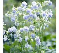 Semi di aquilegia - copertura del terreno decorazione resistenti per giardini rocciosi di semi per i luoghi soleggiati decorazioni giardino 150pcs