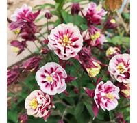 Semi di aquilegia - organico per i luoghi soleggiati di semi per giardinieri vecchie varietà arredamento del soggiorno resistenti giardini rocciosi copertura 50pcs