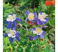 semi di aquilegia - resistenti recisi tappezzanti giardino d'appartamento esotiche biologiche raro giardino roccioso 800pcs