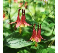 Semi di aquilegia - vecchie varietà resistenti per giardini rocciosi balcone esotico decorazioni giardino per esterni giardinieri semi di selvatici i 100pcs