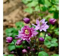 Semi di aquilegia - vecchie varietà semi di selvatici per i luoghi soleggiati raro organico per giardinieri decorazione 220pcs