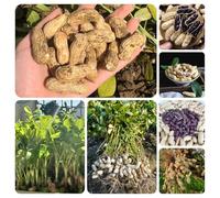 semi di arachidi,Coltivare semi,piantare semi semi di,da ombra da giardino,resistenti all'esterno Giardino decorativo,a crescita rapida da 80pcs