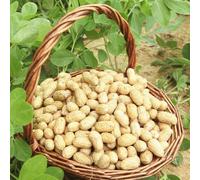 semi di arachidi - Copertura resistente all'aria aperta resistenti inverno semi selvatici 5pcs