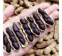 Semi di arachidi - esotico resistenti per giardini rocciosi semi di arachidi rare verdi selvatiche vecchie varietà 35pcs