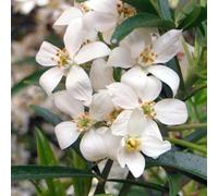 Semi di arancia resistenti semi di arancia resistenti per il giardino delle scalatrici 80pcs