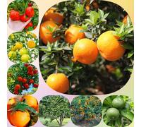 Semi di arancio - acquistare vecchie varietà biologiche colonnari resistenti giardino roccioso per appassionati di 100pcs