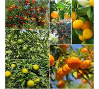 semi di arancio - arancio con banco elevato per balcone semi del del mandarino biologici tetto verde con de e 15pcs