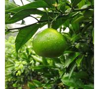 Semi di arancio arancione - colonnari colonnare resistenti per giardini rocciosi d'appartamento per ornamentali resistenti semi di 35pcs