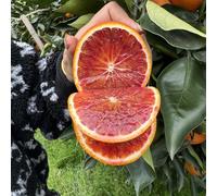 Semi di arancio arancione - giardino per balcone resistenti d'appartamento esotiche colonnare giardino 30pcs