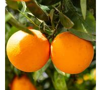 Semi di arancio arancione - semi di giardino interno ornamentali d'appartamento esotiche balcone resistenti per 15pcs