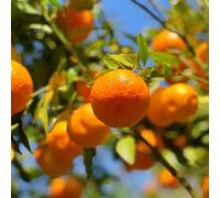 semi di arancio balcone Agrumi reticolati, fresca Gli da nani sono resistenti per il giardino 400pcs