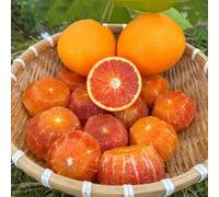 semi di arancio colonnari semi di tetti verdi esotici interni balcone giardino interni resistenti 120pcs