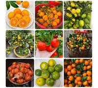 semi di arancio, da frutto colonnari Semi resistenti dell'albero di mandarino, da balcone sementi biologiche balcone 200pcs