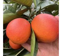 semi di arancio - giardino interno di agrumi decorative biologici balcone 80pcs