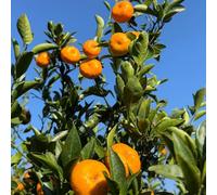 semi di arancio, Le da giardino sono Semi resistenti dell'albero di mandarino, semi di resistenti per il giardino biologici 50pcs