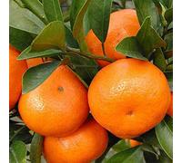 Semi di arancio, mandarino da resistenti esotiche, balcone, all'inverno per il giardino decorative 10pcs