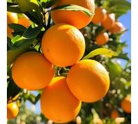 Semi di arancio resistente,da balcone,resistenti in vaso coltivazione di semi,decorazione di giardini esterni vaso 250pcs