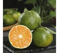 Semi di arancio resistente,per luoghi soleggiati vaso,albero per giardino da frutto colonnari 200pcs