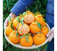 Semi di arancio - vecchie varietà biologiche serre balcone resistenti raro esotico giardino frutteto a spalliera colonnari per 280pcs