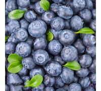 semi di arantana arantana spalla resistenti di ufficio interni esotici riverdimento tetti resistenti all'aperto decorazione 350pcs