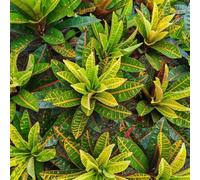 Semi di arbusti miracolosi - vecchie varietà Codiaeum variegatum - d'appartamento facili da curare d'appartamento regali per gli amanti del giardino rare 15pcs