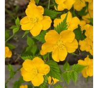 Semi di arbusto di ranuccolo - resistenti per il giardino rocce giardino in semi resistenti prato balcone 550pcs