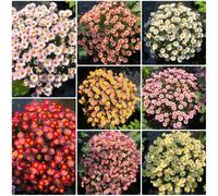 Semi di Argyranthemum frutescens, per esterno resistenti all'inverno semi di margherita giardino 50pcs